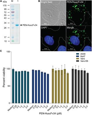 Targeting Emerging RNA Viruses by Engineered Human Superantibody to Hepatitis C Virus RNA-Dependent RNA Polymerase